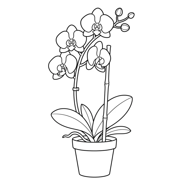 Orchid black-and-white outline coloring page